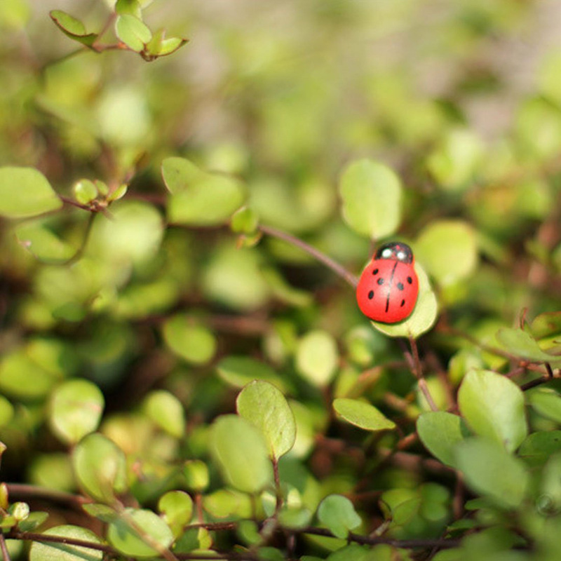 100pcs Self-adhesive Mini Refr - Art Craft Ladybug recension och pris